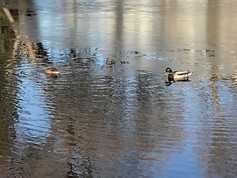 Ducks